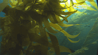 A journey through the kelp forest.
