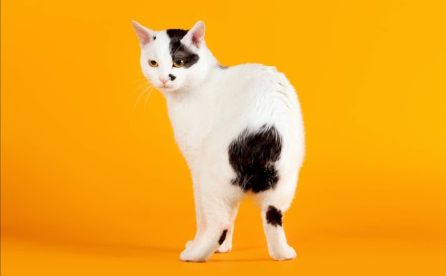 Japanese Bobtail Cat – Jenis kucing yang unik di Jepang