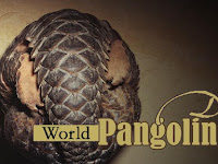 World Pangolin Day - 19 February 2022.