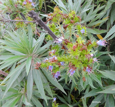 flowers, San Francisco, November