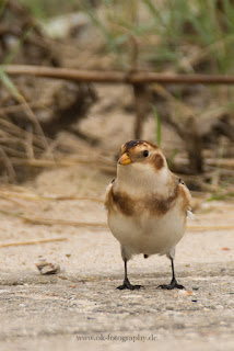 Wildlifefotografie Helgoland Schneeammer