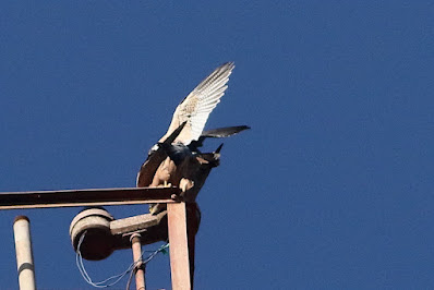 Peregrine Falcon (Shaheen)