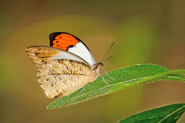 Hebomoia glaucippe