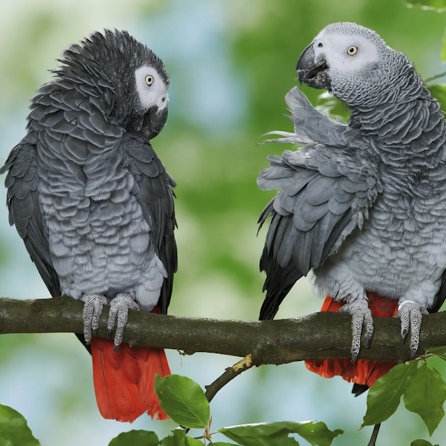 Essay on Parrot for Kids 500+ Words