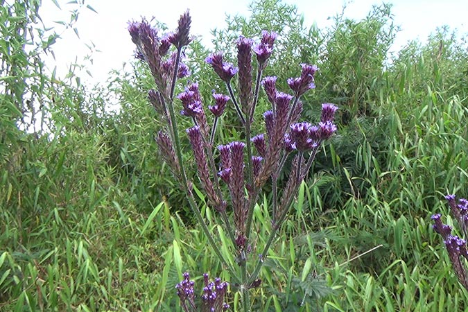 Dlium Brazilian vervain (Verbena brasiliensis)