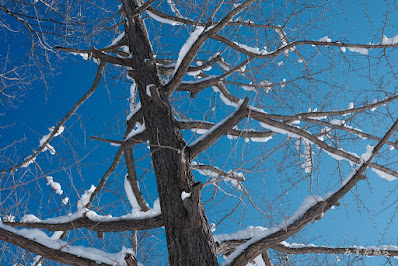 VILTROX33mmF1.4冬の雪と木