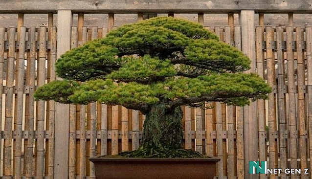 Pine Yamaki