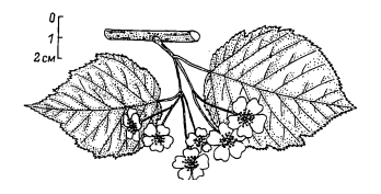 Мелкоплодник ольхолистный (Micromeles alnifolia)