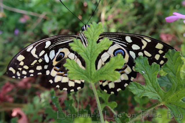 Christmas butterfly