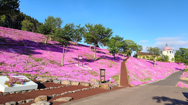 北海道 道北 芝ざくら滝上公園 芝桜