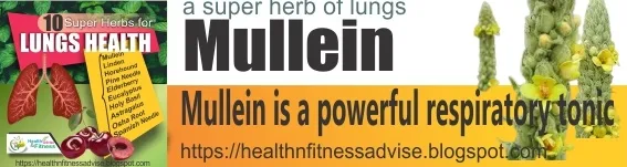 Mullein-health-benefits-healthnfitnessadvise-blogspot-com