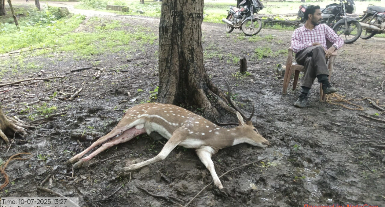 इमेज