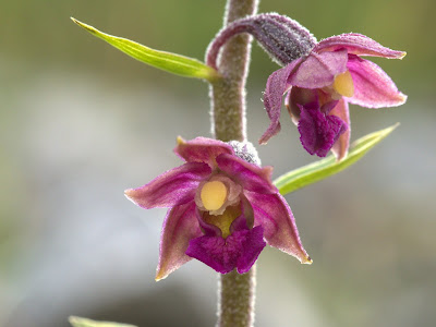 Epipactis atrorubens - Dark-red helleborine - Royal helleborine care