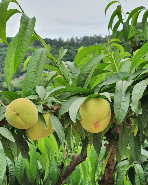 pêssegos de Pinto Bandeira