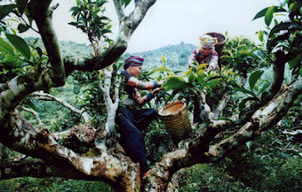 The calling from Tea mountain