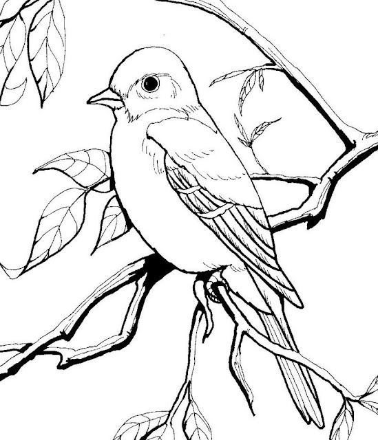 Top 10 Birds Coloring Pages