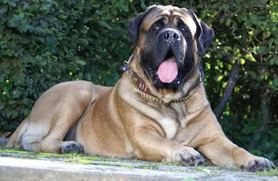 English Mastiff is part of the biggest dog breeds in the world.