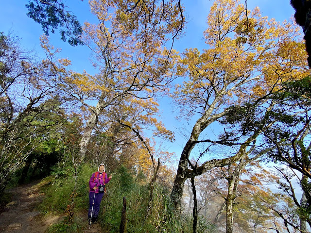 太平山山毛櫸步道