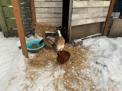 duck water bowls in the snow