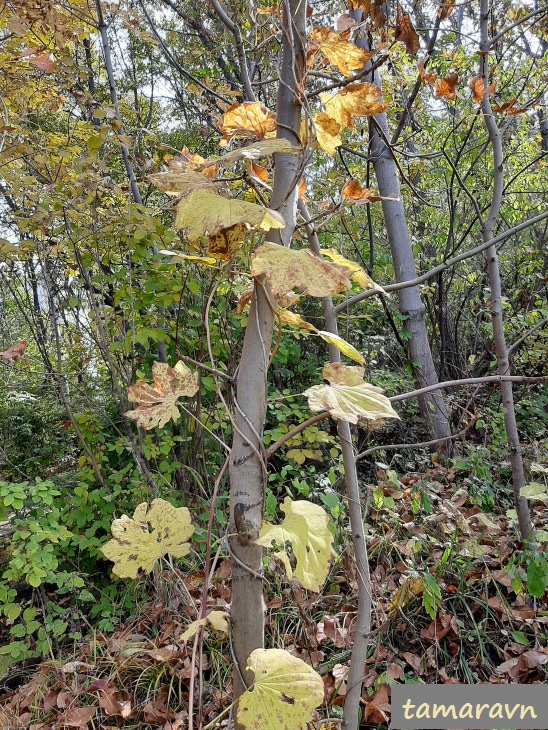 Диоскорея ниппонская (Dioscorea nipponica)