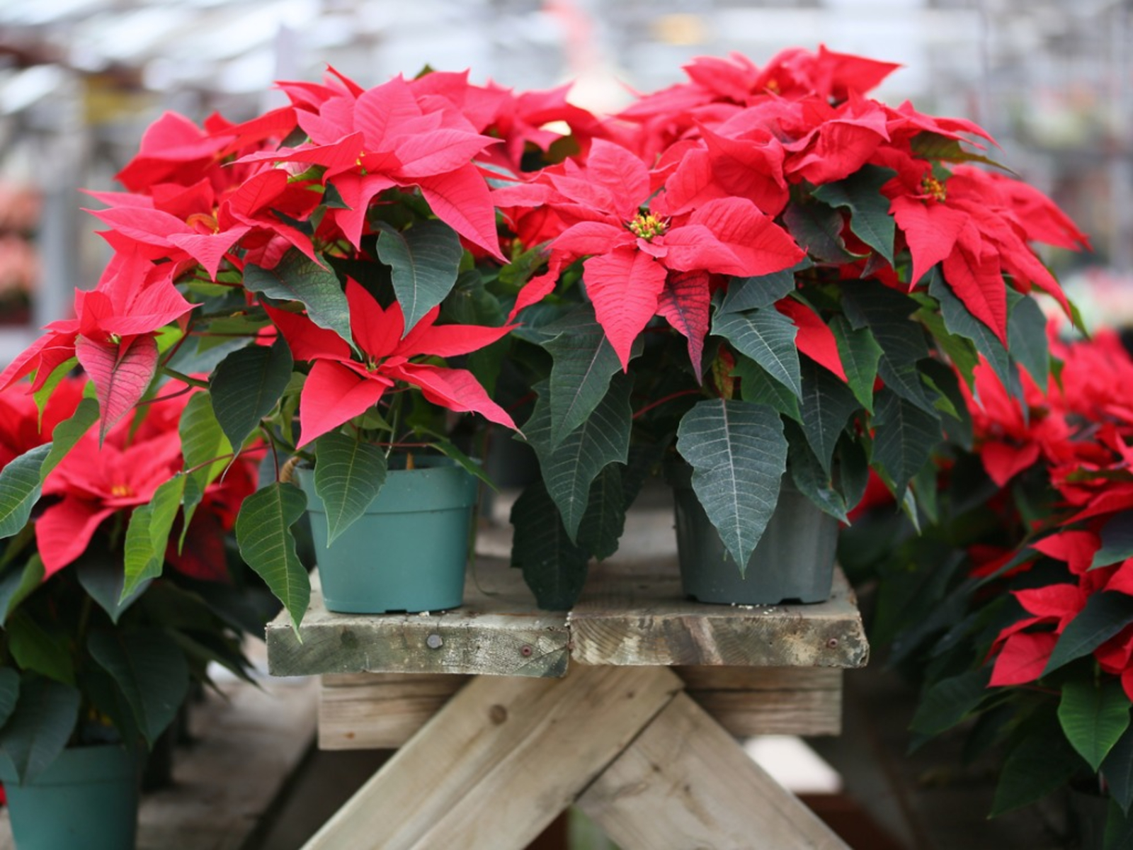 Poinsettia care