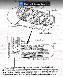 active-access-to-the-structure-of-mitochondria