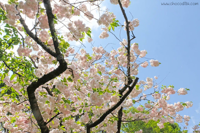 7 Tempat Wisata yang Dikunjungi untuk Melihat Sakura di Jepang
