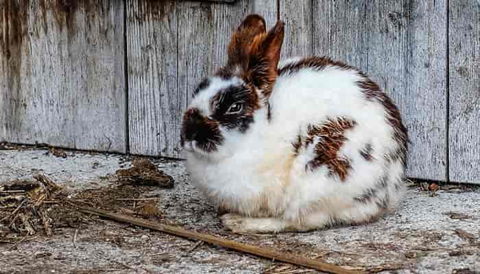 at what age can rabbits get pregnant