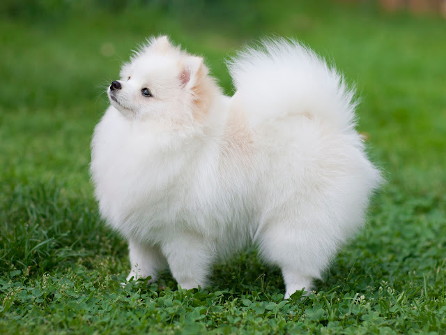 pomeranian puppy price in india