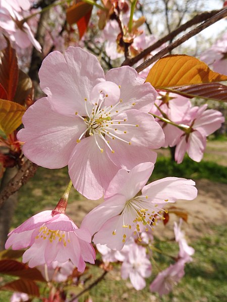 Prunus jamasakura 'Kenrokuen-Kumagai'