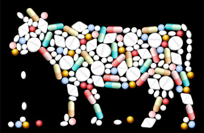 How probiotics affect animal health