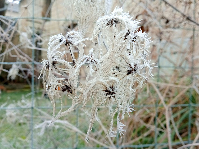 Frost on clematis seedheads, Indre et Loire, France. Photo by Loire Valley Time Travel.