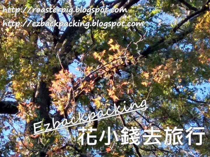 大埔松仔園路上紅葉