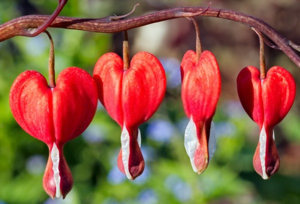 Bleeding Heart