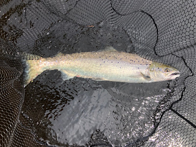 Salmon Fishing River Tay