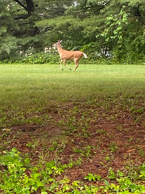 deer running in yard