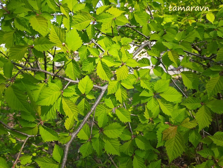 Вишня Максимовича / Черёмуха Максимовича (Cerasus maximowiczii, =Prunus maximowiczii, =Padus maximowiczii)