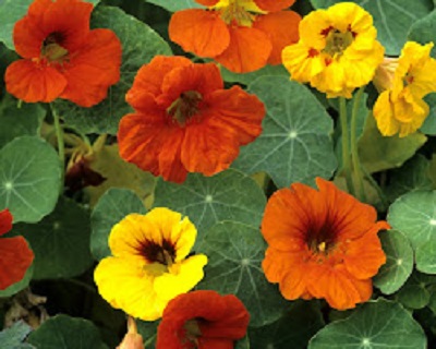 Nasturtiums