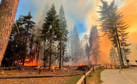 Φωτιά στην Καλιφόρνια απειλεί τα γηραιότερα και υψηλότερα δέντρα του κόσμου 