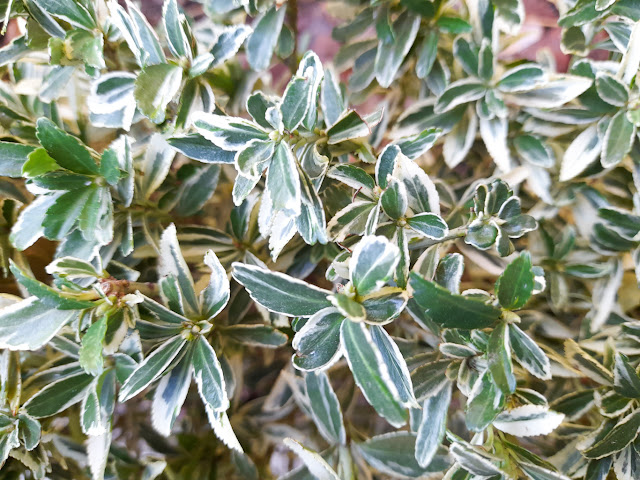 Euonymus japonicus ‘Mycrophyllus Albovariegatus’.