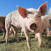 Equipe dos EUA realiza outro trasplante de rim de porco em humano 