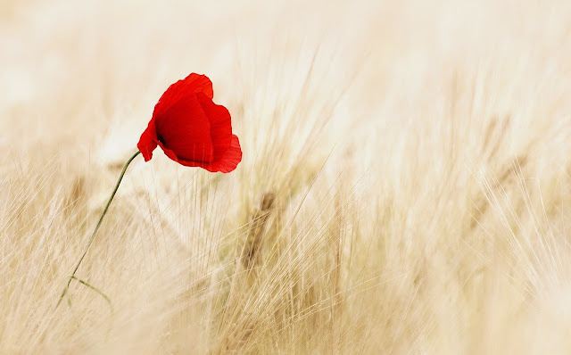 single flower in a field