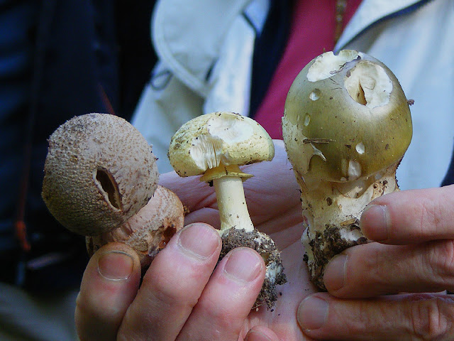 Amanita rubescens, A. citrina, A. phalloides, Indre et Loire, France. Photo by Loire Valley Time Travel.
