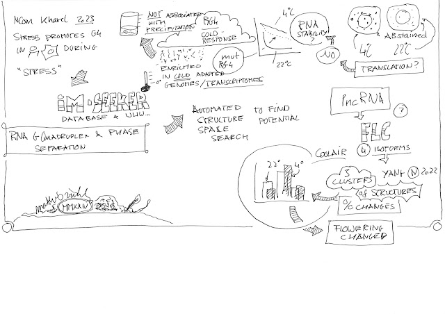 Sketch of the details mentioned and shown during a scientific talk about the importance of the 3D structure of mRNA and miRNA for its function. Also details about sequence specific RNA structures as well as sequence motifs that are required for miRNA guided cutting of mRNA by Argonaut 1-of 3