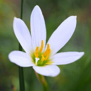 Monsoon lily