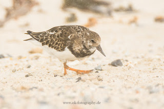 Wildlifefotografie Helgoland Düne Steinwälzer