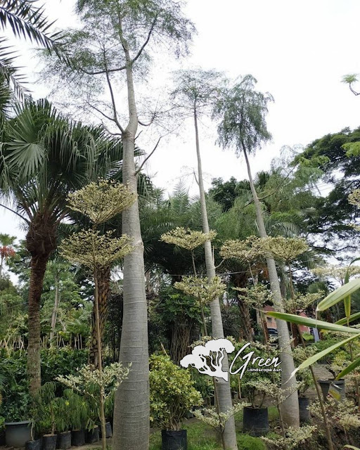 Jual Pohon Kelor Afrika (Moringa) di Pasuruan | Harga Pohon Kelor Afrika Berbagai Macam Ukuran
