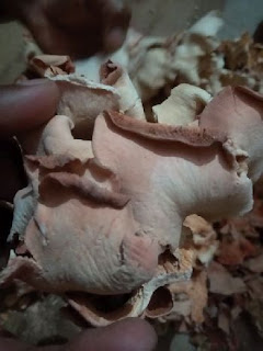 Mushroom farming training in Burundi