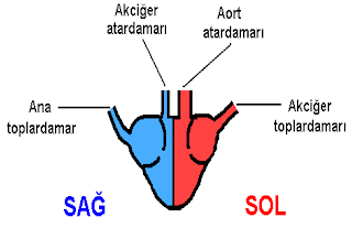 Kalbe Bağlı Damarlar?