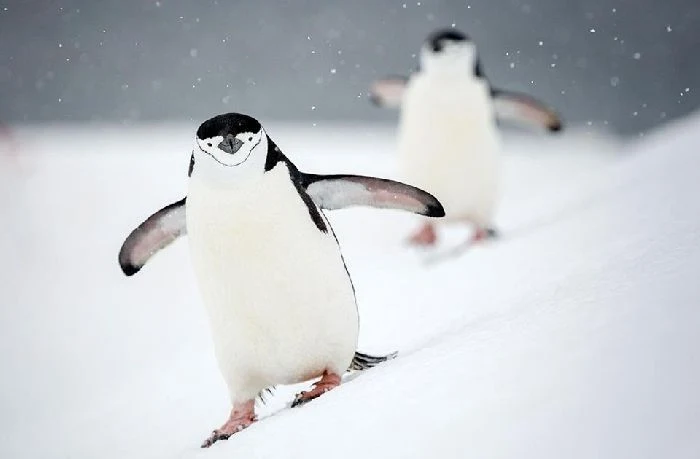 Half Moon Island Antarctica